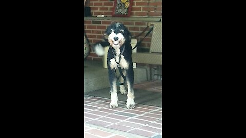 Happy dog smiles upon owner's return home from work