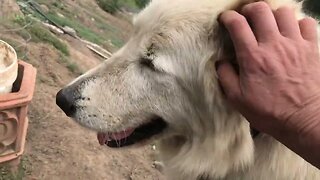 Stella loves her human #maremma