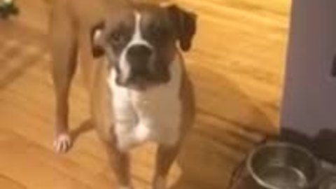 Angry Boxer Yells At Owner For Food Time