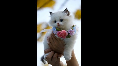 Cat on beach