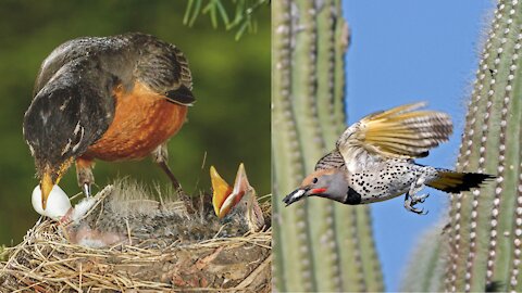 Mother Bird Cleaning the Nest | How Does The Mother Bird Keep The Nest Clen?