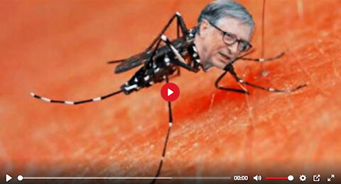 Bill Gates Mosquitoes Released!