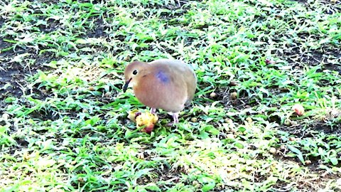 Beautiful Morning Dove Close up Eating a little Apple