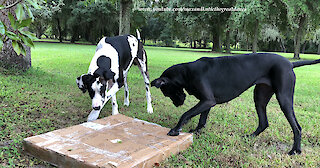 Funny Great Danes Ignore Newspaper and Try Carry Big Box