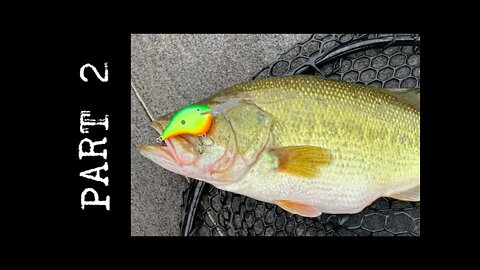 Full Breakdown of Fishing Crankbaits - Part 2 (Biggest Secret Explained)