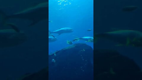 underwater exhibit #sharks #flash #aquarium #travel #explore #discover #shorts #vlog