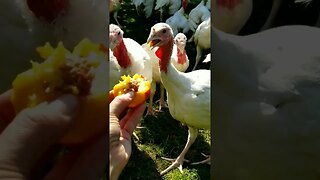 #homesteading #homesteadlife #farm #farmlife #farmanimals #cuteanimals #turkeys