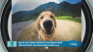 Morris Animal Foundation- Give Animals More