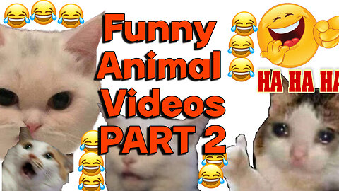 Best Funny Animal Videos 2022 - Funniest Cats And Dogs Video