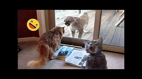 New Funny Animals 😅 Funniest Dogs And Cats