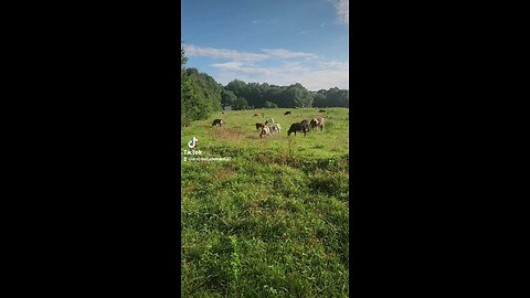 Cows and calves grazing.