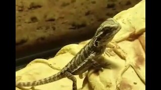 Baby Bearded Dragons and baby crickets