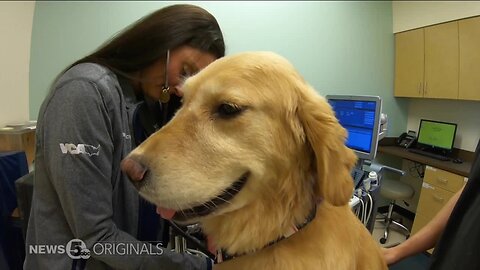 Facing shortages, animal blood banks work to keep pets healthy