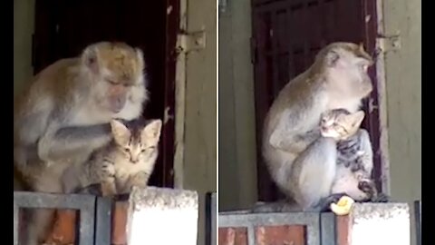 Mischievous Monkey Kidnaps A Kitten