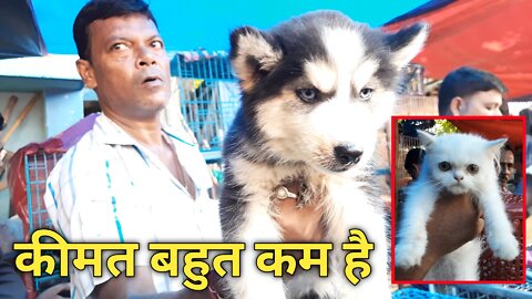 INDIAN CHEAPEST DOG AND PUPPY MARKET