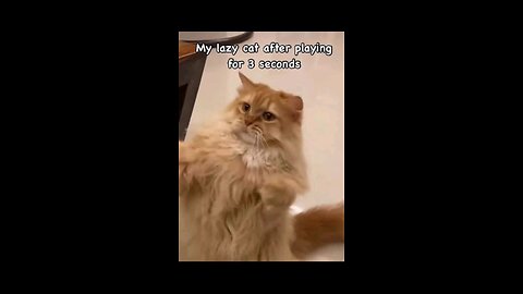 Funniest Cats and Dogs video vol-5