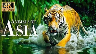 Животные Азии 4k - Замечательный фильм о дикой природе с успокаивающей музыкой