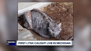 State DNR wants photos of Lynx sightings