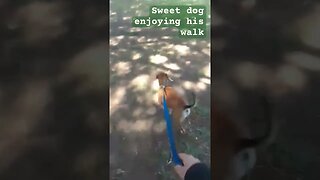 Sweet dog enjoys his walk