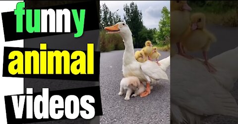 Funny Animal Videos + Awesome Funny Pet Animals | Cute Animals | Super Funny Dog Videos #short video
