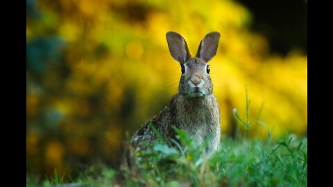 funnyy rabbit