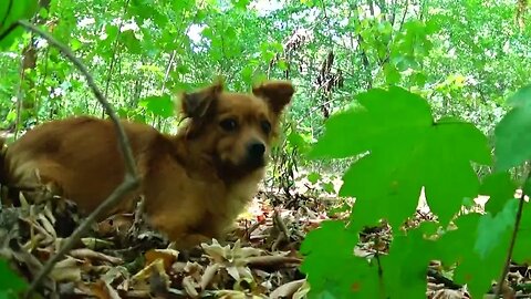 Cat and Dog Become Friends