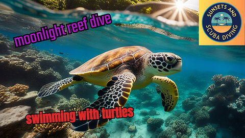 Moonlight Reef Magic: Uncover Roatan's Underwater Wonderland. (Swim with a turtle!)