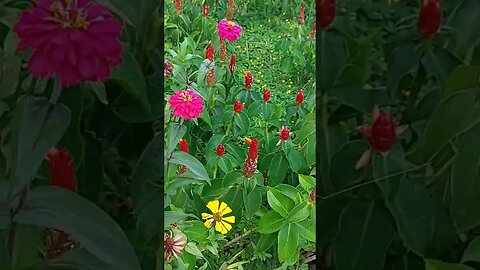 #gardenscapes #gardentour #philippines #photooftheday #trendingvideo #youtubeshort