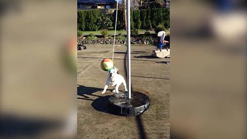 "Cute Bulldog Plays A Game Of TetherBall"