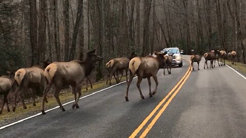 Huge herd of elk create traffic jam in North Carolina