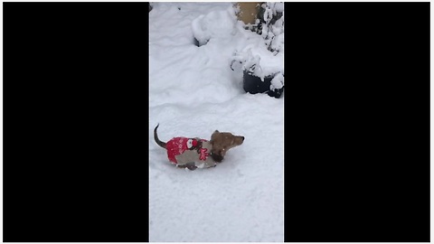 Curious Puppy Thrilled For Her Very First Snow Experience
