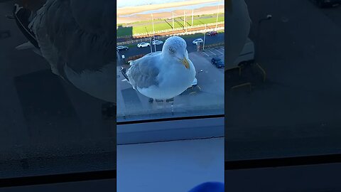 The bird that wanted to book in at the Norbreck Castle Hotel