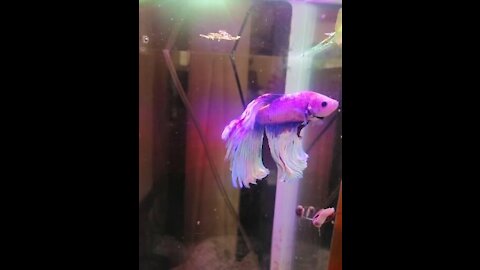 Beautiful of Fighter Betta Fish 😍