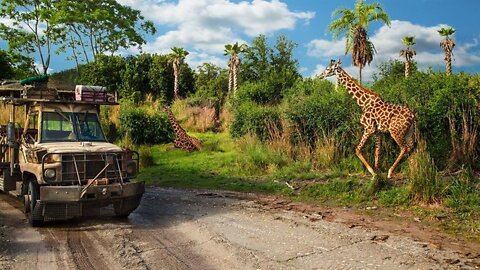 Animal Kingdom