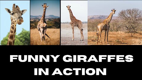 Funny Giraffe in Action (laugh off your stress)