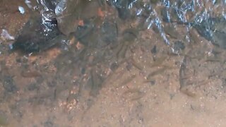 Naturally Fish in The water River My Vilage Black Dandiya Fish