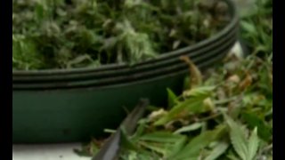 Report: Crashes increase in states that legalized marijuana