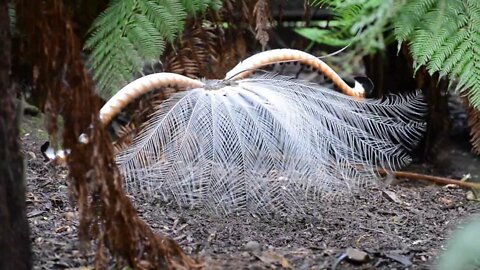 Courtship Behaviour of Superb Lyrebird (Menura novaehollandiae)