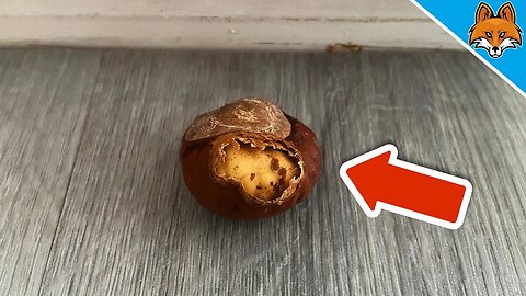 THATS why you should put an opened Chestnut BEHIND your Door 💥 (GENIUS Trick) 🤯