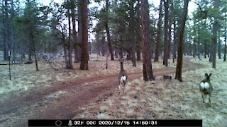 Some deer in central Oregon 3