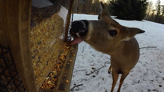 Caught in the act: Deer raids bird feeder