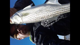 Catching stripers while salmon fishing.