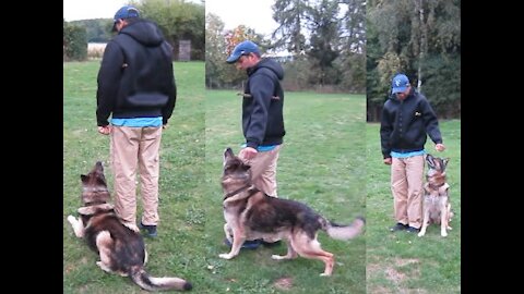 Basic Dog Training Top Essential Commando Every Dog Should know