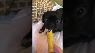 One Pug One Bite