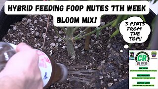 I Hybrid Feed 2 of my medical cannabis plants with FOOP 7th Week Bloom nutrient mix short video!