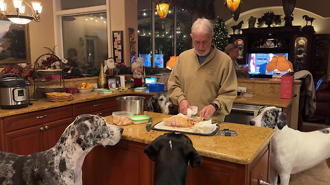 4 Polite Great Dane Enjoy Watching Carving & Catching Costco Chicken Treats