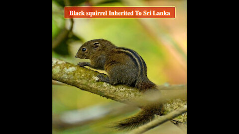 Black squirrel Inherited To Sri Lanka