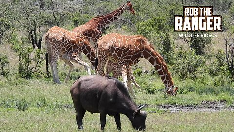 Reticulated Giraffe And Buffalo | Ol Pejeta | Zebra Plains On Tour