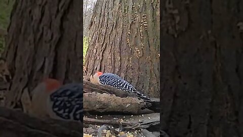 Pretty 🥰 woodpecker 🐦showing off for the 📽️camera #cute #funny #animal #nature #wildlife #trailcam