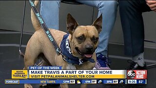 Pet of the week: Travis is a very social dog who loves receiving doggie treats
